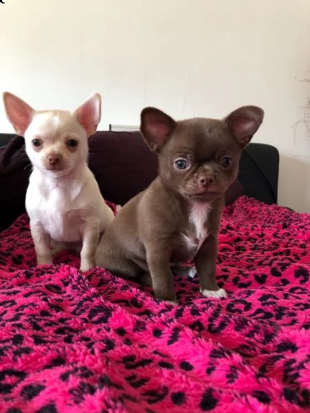 cuccioli di chihuahua tazza da tè | Foto 0
