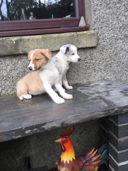 cuccioli border collie altissima genealogia | Foto 3
