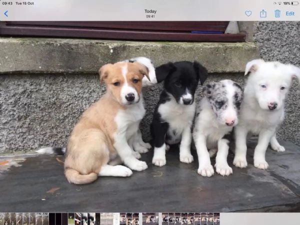 cuccioli border collie altissima genealogia | Foto 2