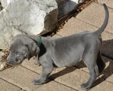 cuccioli di weimaraner blu | Foto 1