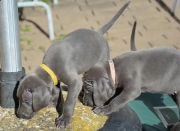 cuccioli di weimaraner blu | Foto 0