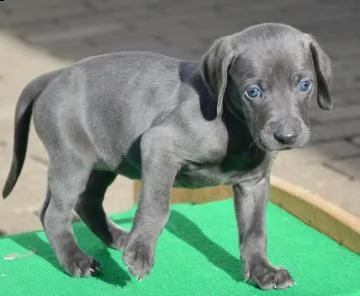 cuccioli di weimaraner blu