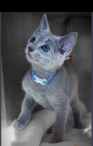 blu di russia gattini maschi e femmine