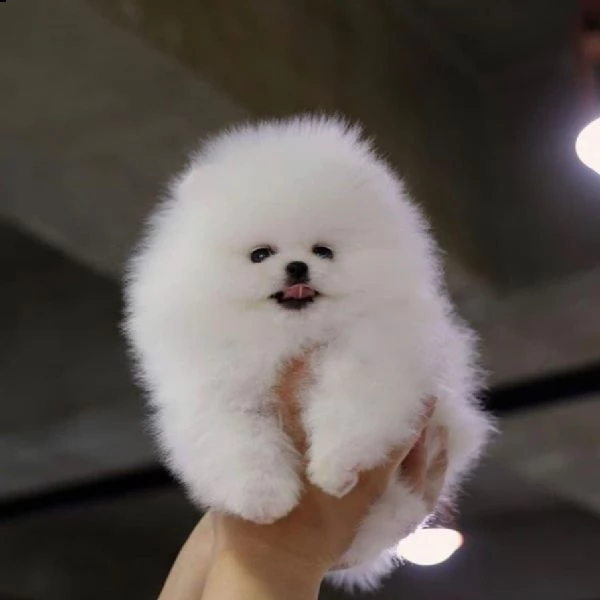 regala cuccioli di pomerania  femmine in adozione///