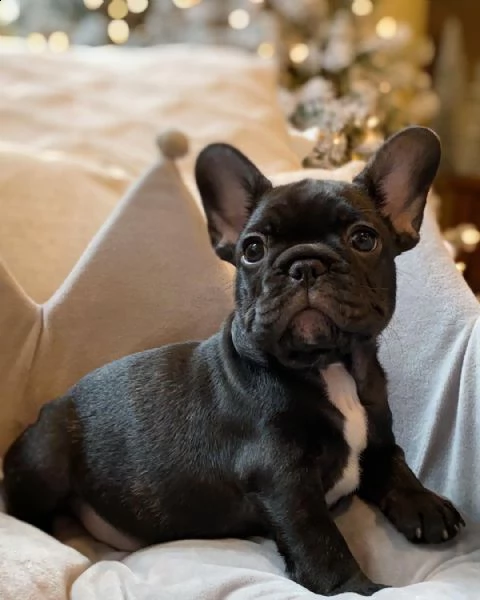 bellissimi cuccioli di bulldog francese in vendita | Foto 1