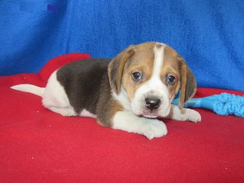 cucciolo di beagle disponibile per nuove case