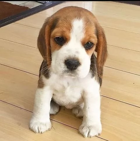disponibili per la vendita cuccioli di beagle | Foto 0