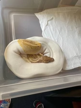  boa constrictor imperator