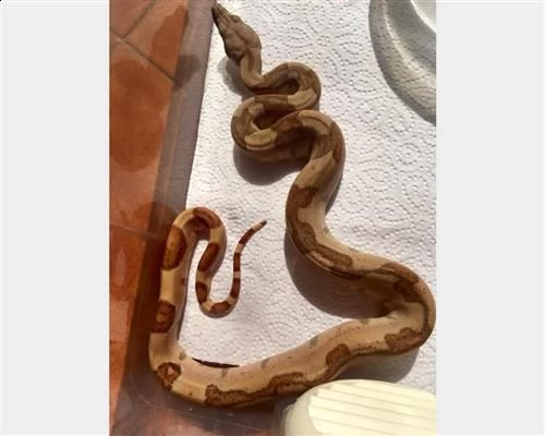 boa constrictor imperatorseg