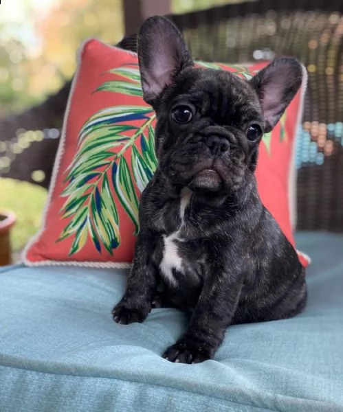 vendo splendidi cuccioli di bulldog francese | Foto 0