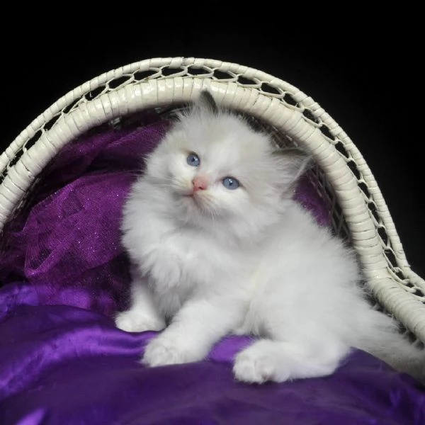  british shorthair pagamenti rateizzabilifgnfd