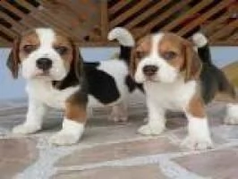 beaglefg
