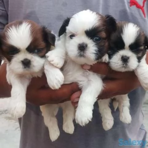 shih tzu