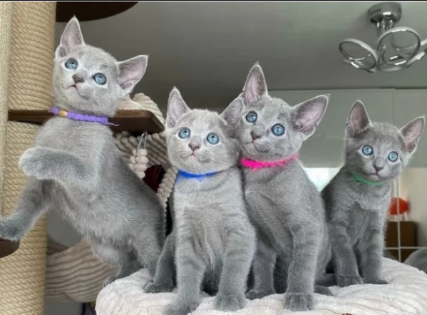 cuccioli di blue di russia gattini