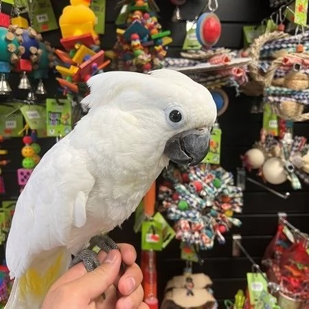 pappagalli del cacatua dell'ombrello del bambino