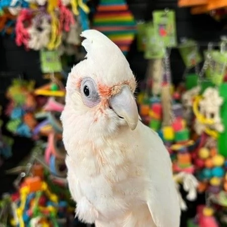 pappagalli del cacatua dell'ombrello del bambino | Foto 1