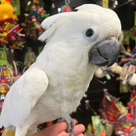 pappagalli del cacatua dell'ombrello del bambino | Foto 0