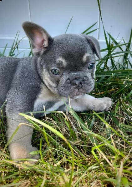  bulldog francese maschio femmina | Foto 1