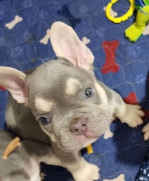  bulldog francese maschio femmina | Foto 0