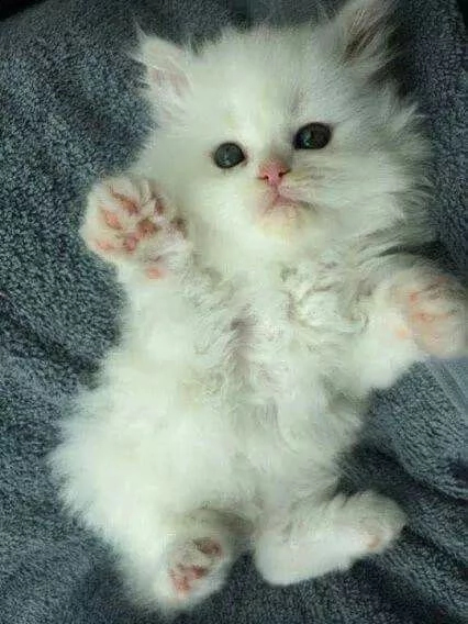 gattina persiana bianca