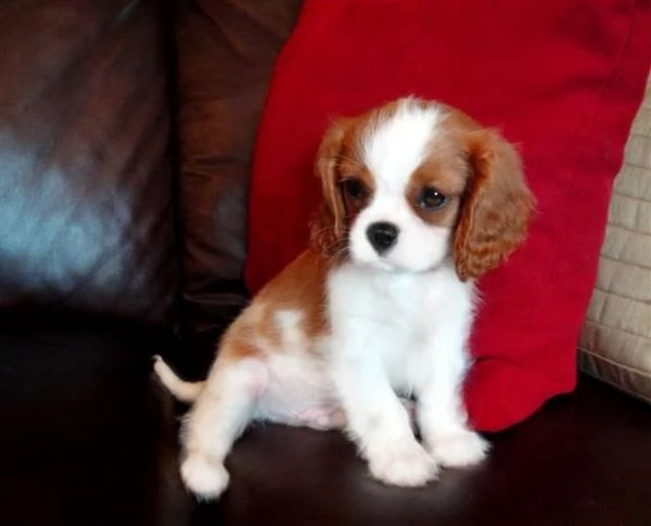 cuccioli di razza cavalier king charles spaniel. | Foto 1