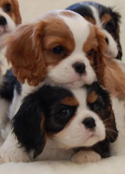 cuccioli di razza cavalier king charles spaniel.
