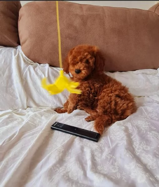 regalo bellissimo barboncino toy+++ | Foto 0