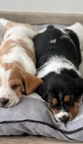 cuccioli di bassethound