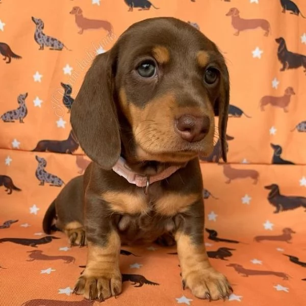  regalo adorabili cuccioli  bassotto femminucce e maschietti disponibili
