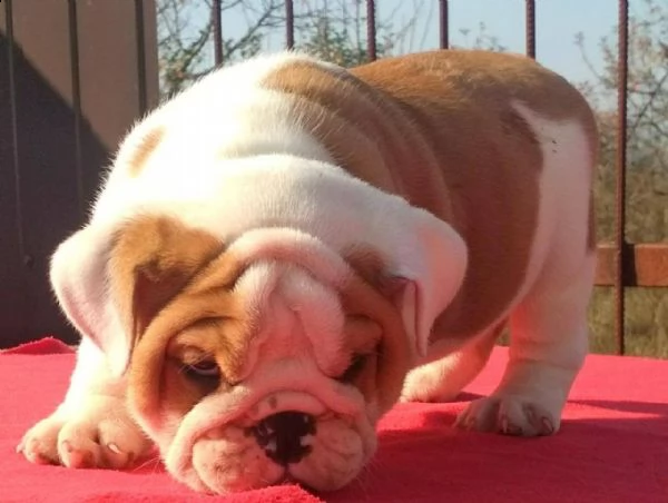 cucciolo di bulldog inglese