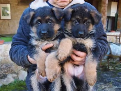 regalo pastore tedesco cuccioli
