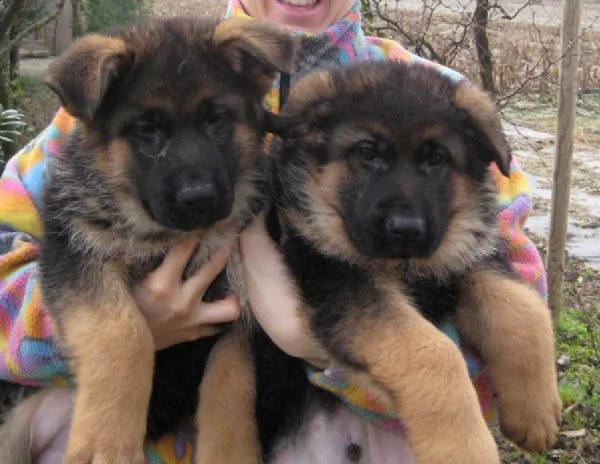 regalo cucciole femmine di pastore tedesco colore 