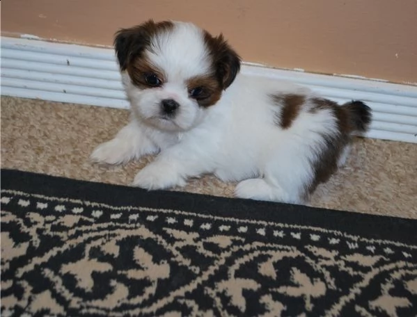 regalo shih tzu cuccioli disponibile per l'adozione
