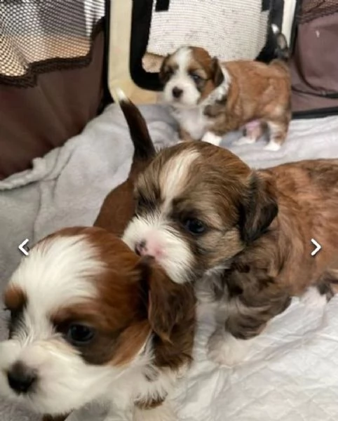 regalo cuccioli di shitzu...