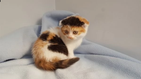 scottish fold gattini a vostra disposizione gratuiti...