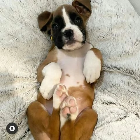 cute boxer puppiesper il reinserimento (+346317163 22)