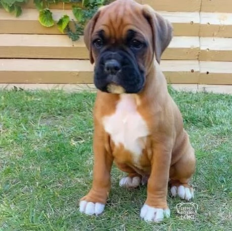 disponibili quattro simpatici cuccioli di boxer (+346317163 22)