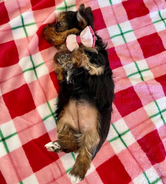 yorkie puppies maschi e femmine (+34631716322)
