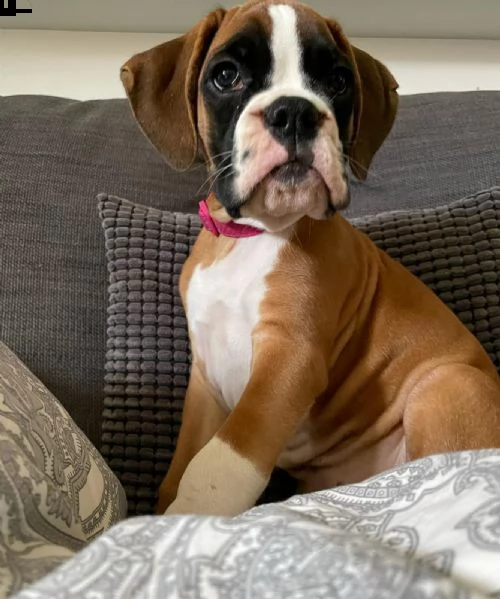 pugili boxer gratuiti (+34631716322)