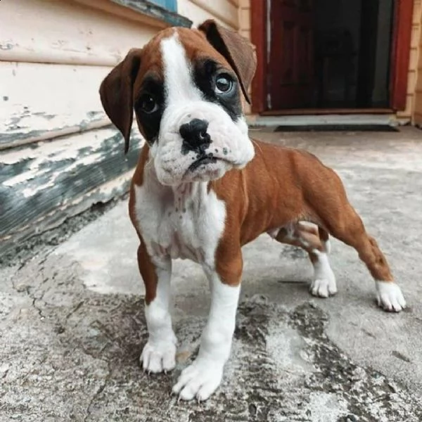 pugili boxer gratis (+34631716322)