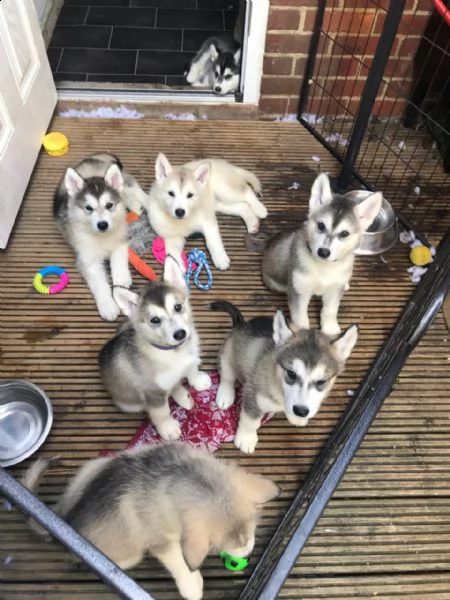 cuccioli di alaskan malamute | Foto 2