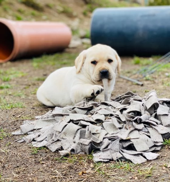 splendidi cuccioli di larador | Foto 6