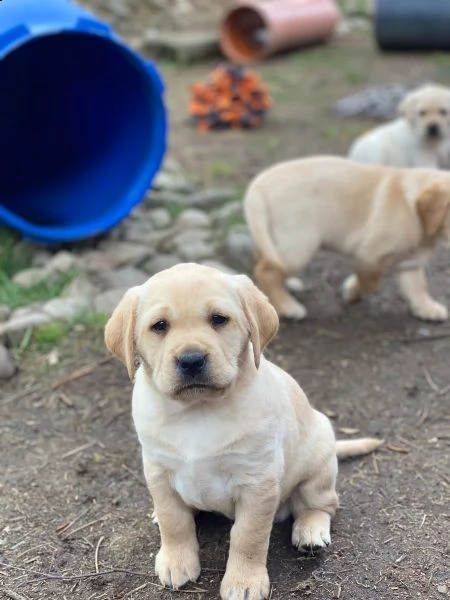 splendidi cuccioli di larador | Foto 5