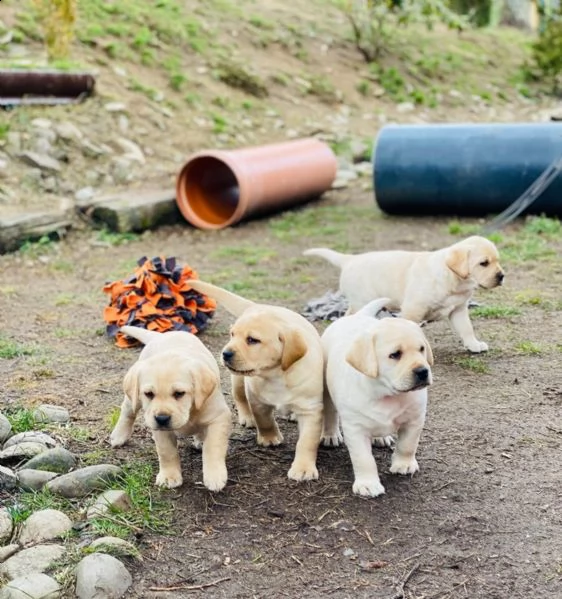 splendidi cuccioli di larador