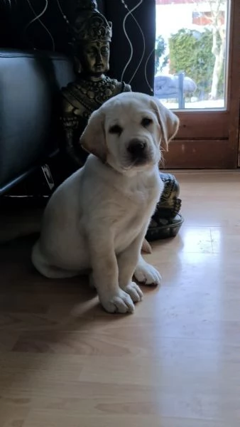 splendidi cuccioli di larador | Foto 3