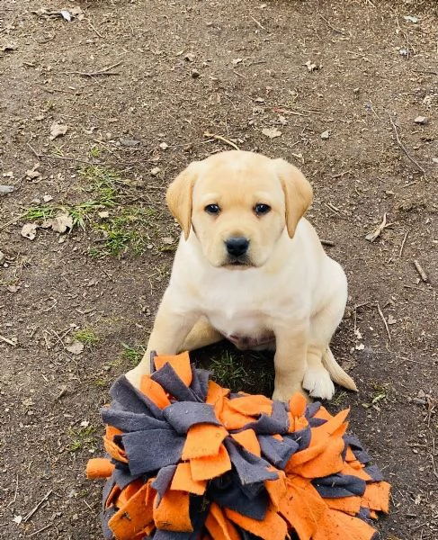 splendidi cuccioli di larador | Foto 1