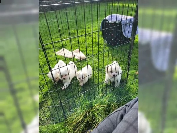 cuccioli di maltese taglia piccola | Foto 5