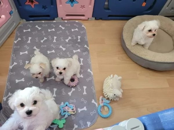 cuccioli di maltese taglia piccola