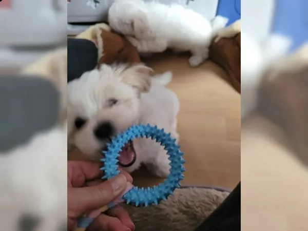 cuccioli di maltese taglia piccola | Foto 4