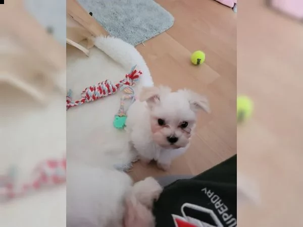 cuccioli di maltese taglia piccola | Foto 3